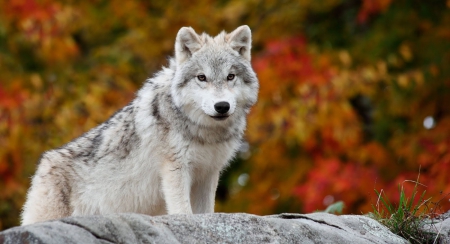 Mobile Desktop Background Arctic Wolf Images Download