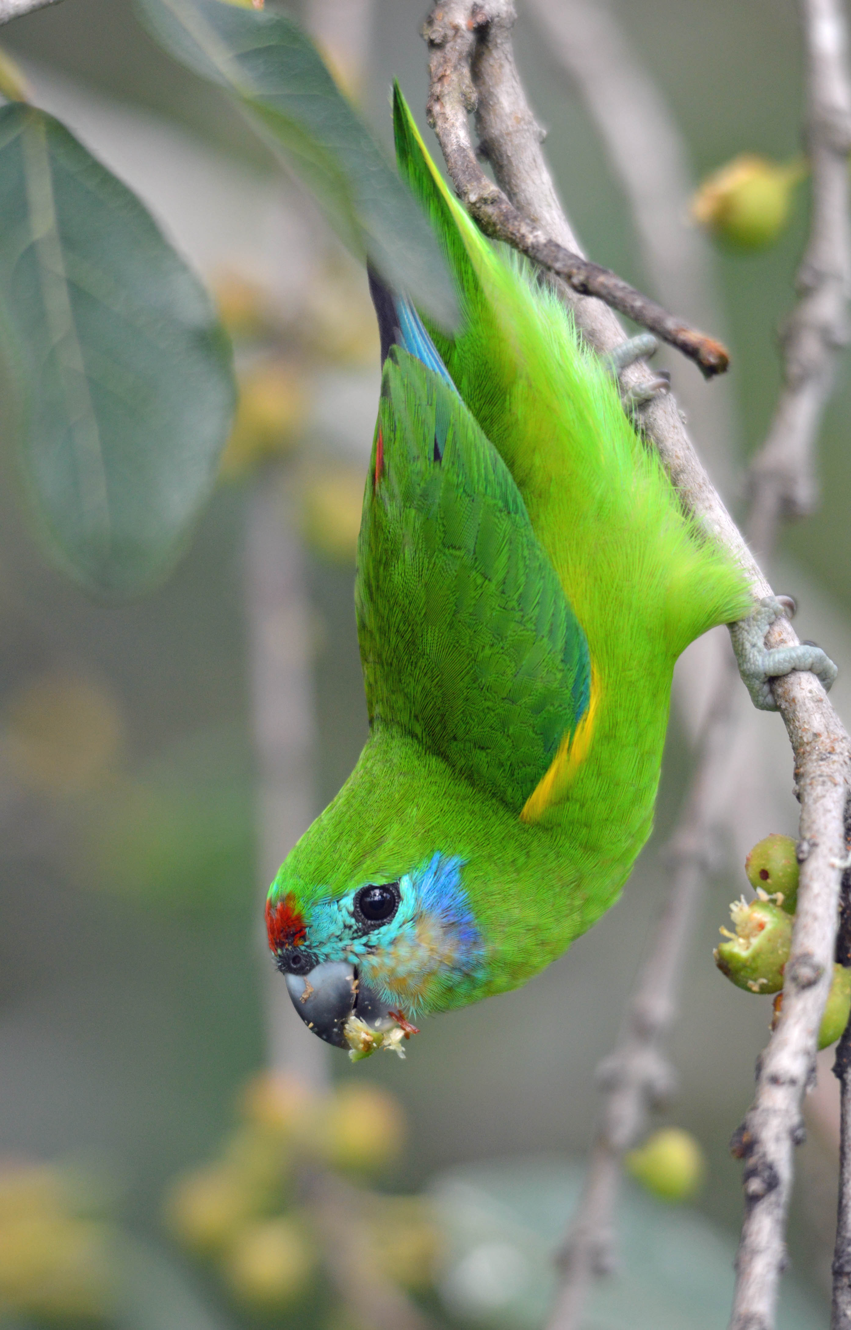 Mobile Desktop Background Australian King Parrot Images
