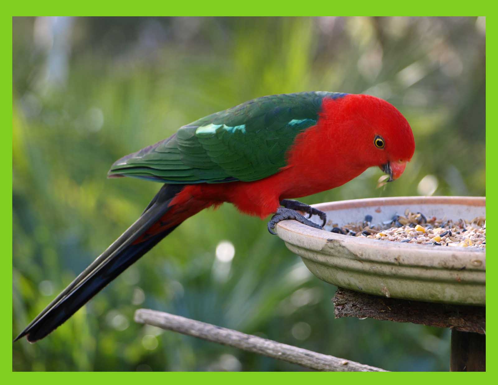 mobile desktop background australian king parrot pics download