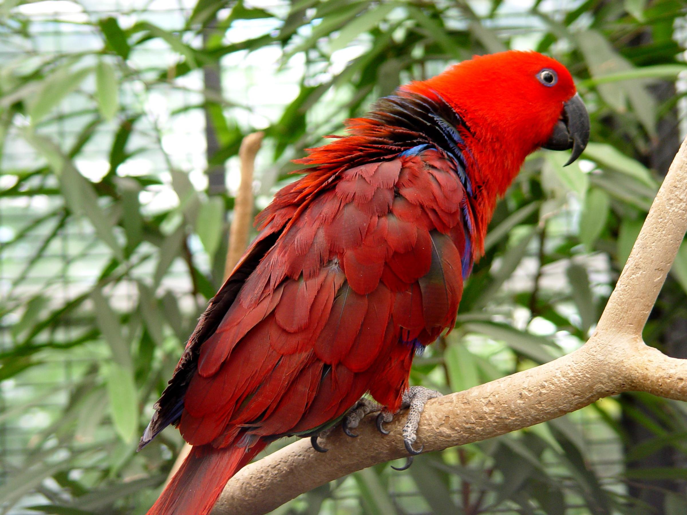 mobile desktop background australian parrot picture