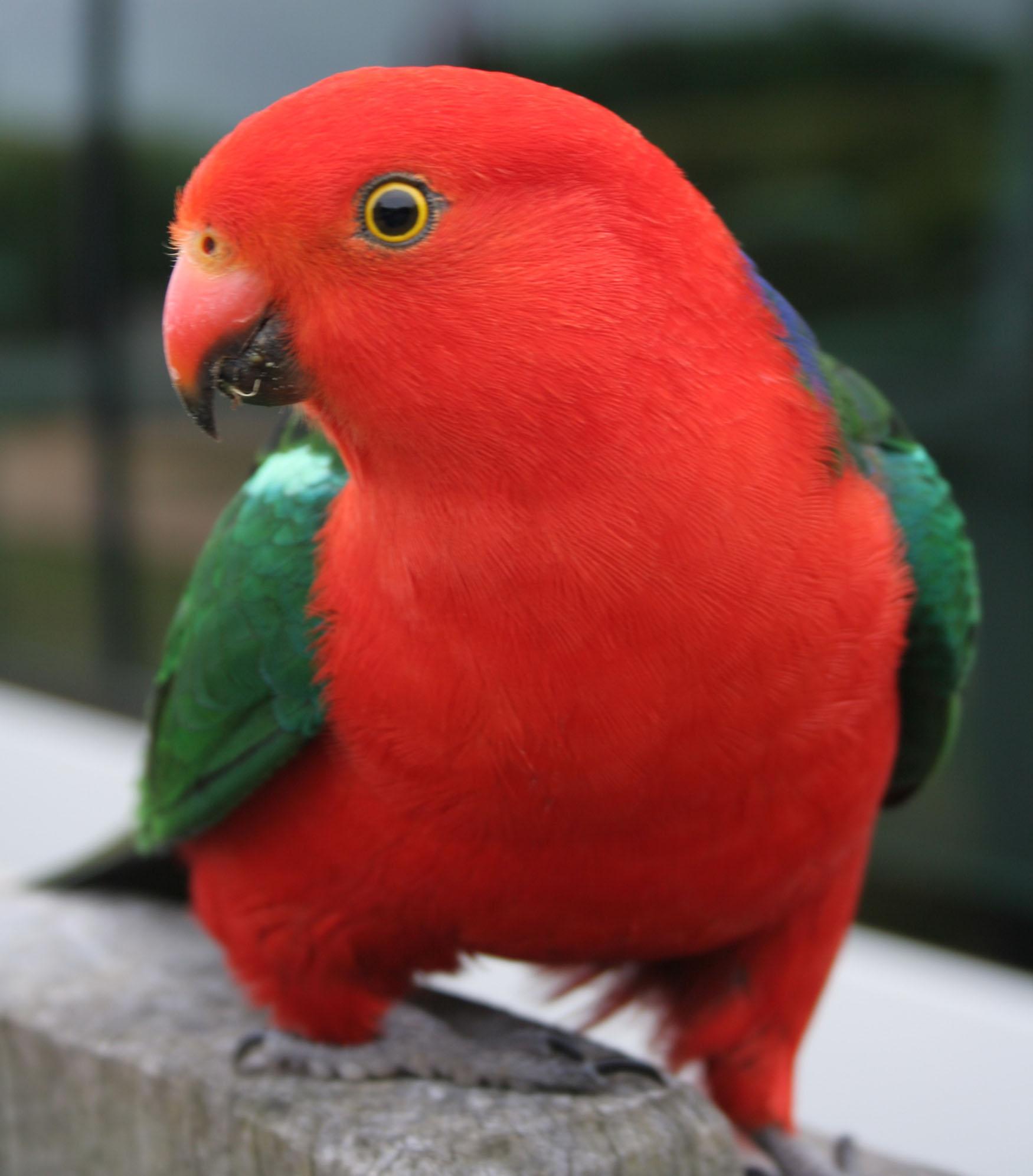 Mobile Desktop Background Australian Parrots Pictures