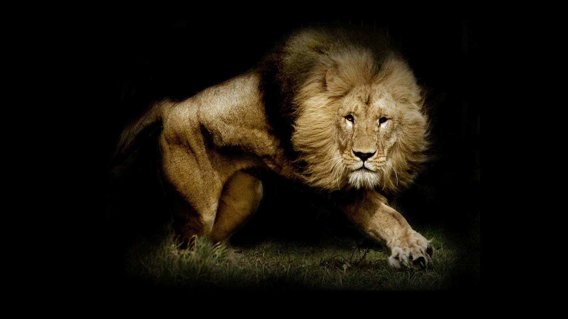 mobile desktop background awesome lion wallpapers download