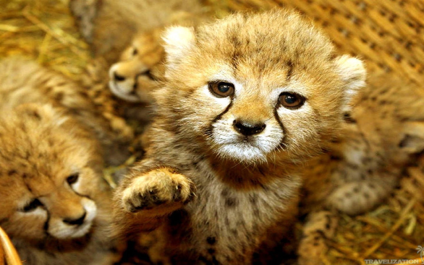 mobile desktop background baby animals photos download