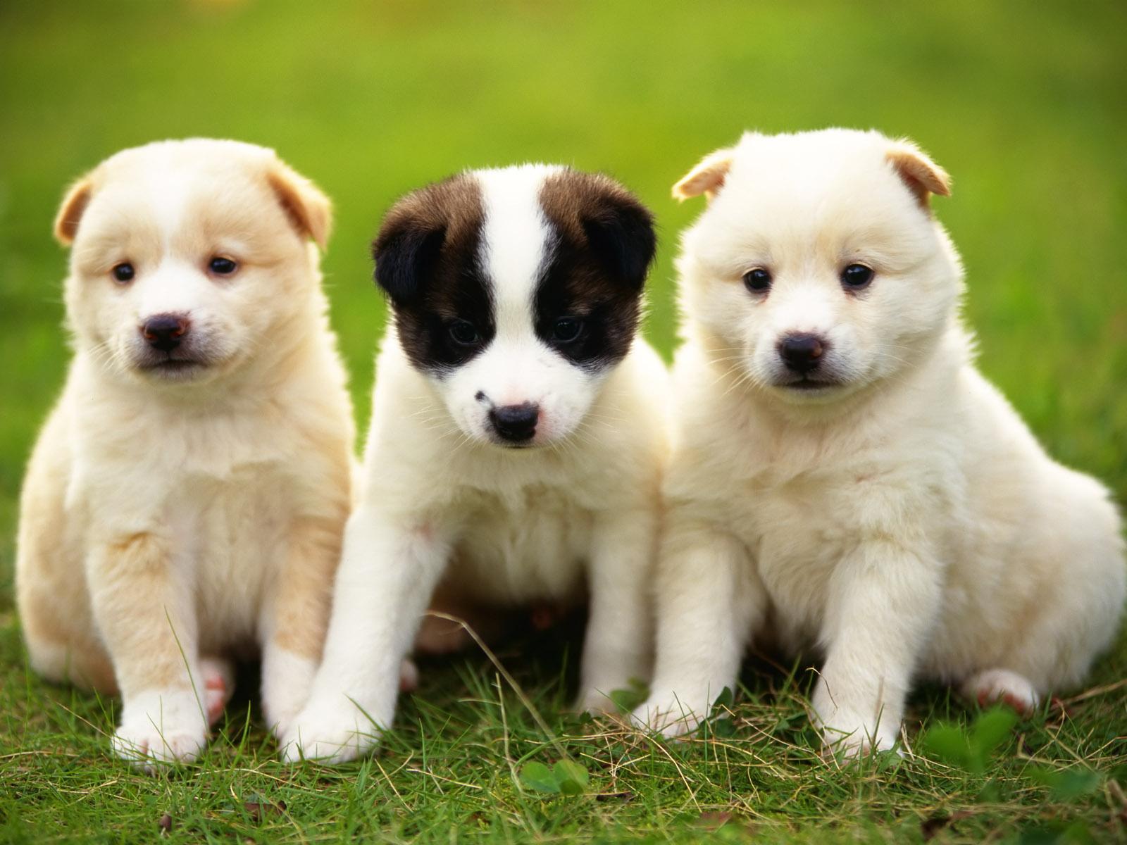 Mobile Desktop Background Baby Dogs Pics Cute Download