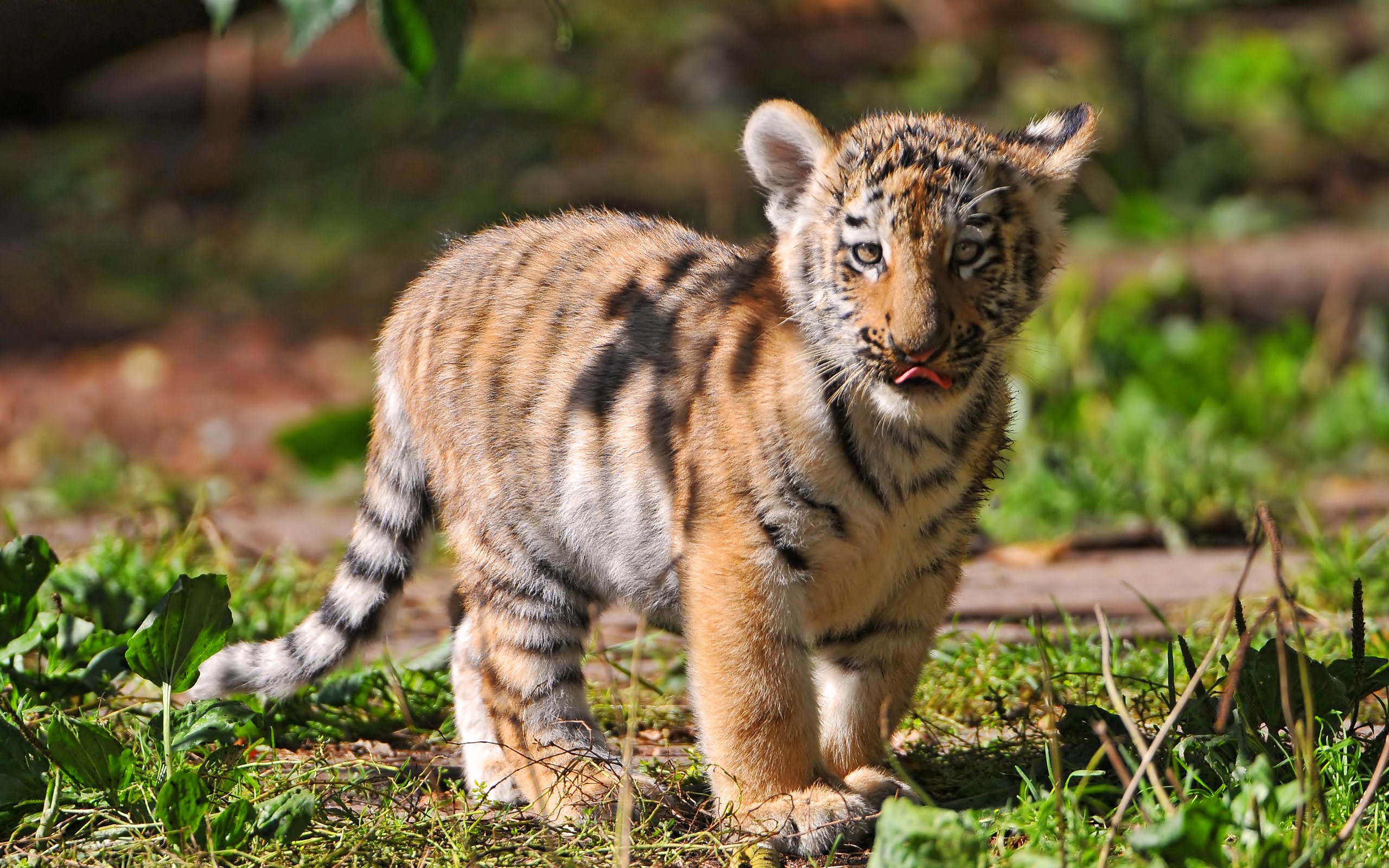 mobile desktop background baby tigers wallpaper download