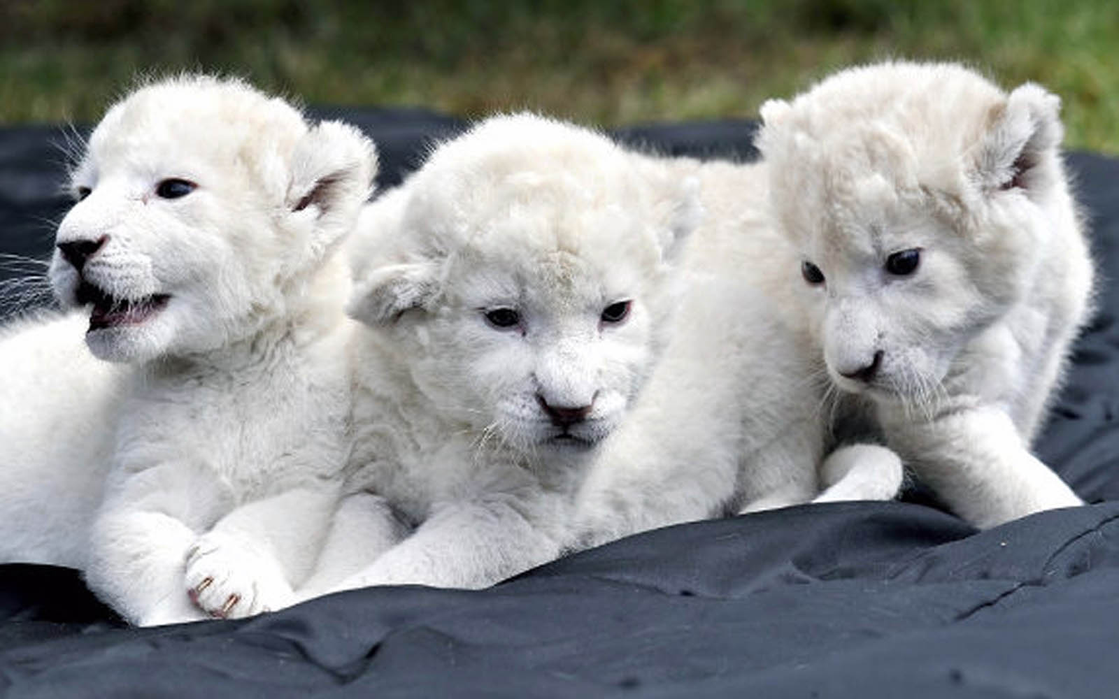 mobile desktop background baby white lions pics download