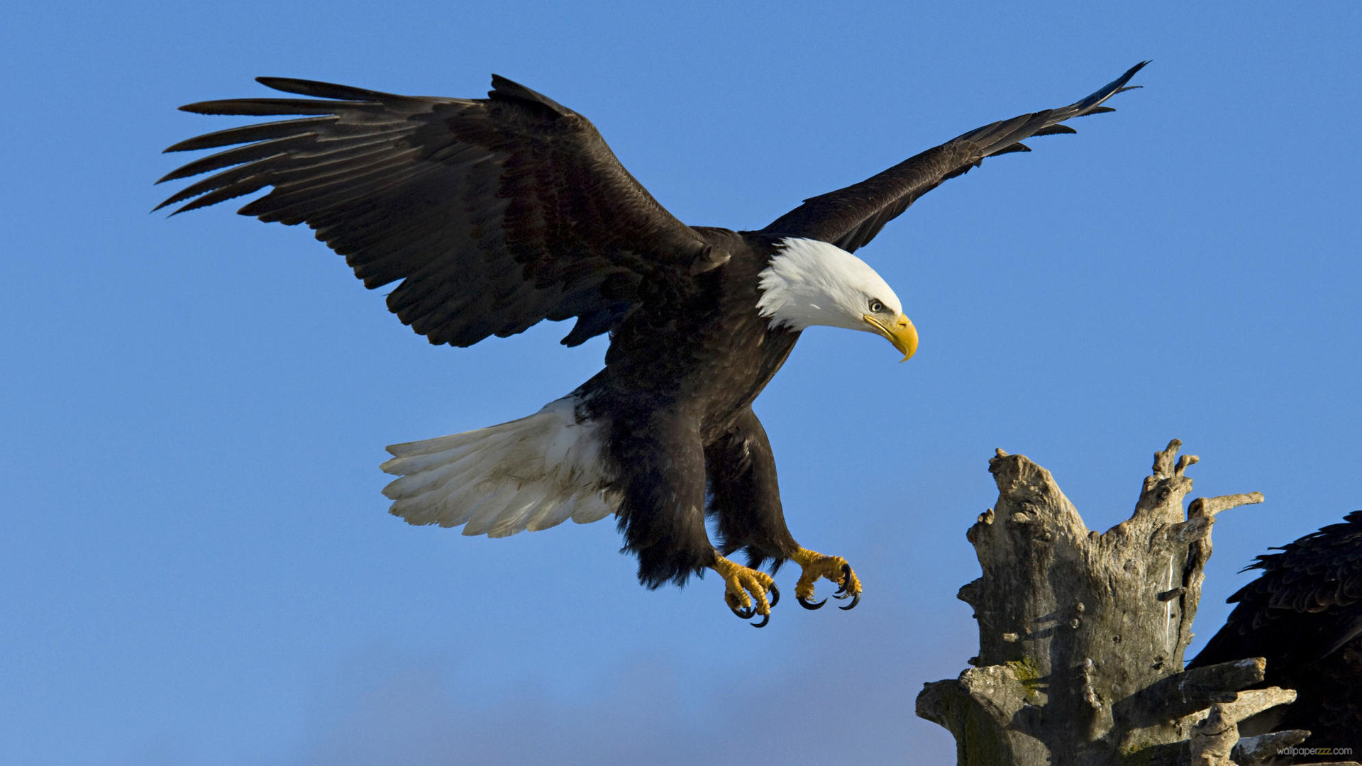 Mobile Desktop Background Bald Eagle American Flag Pics Download