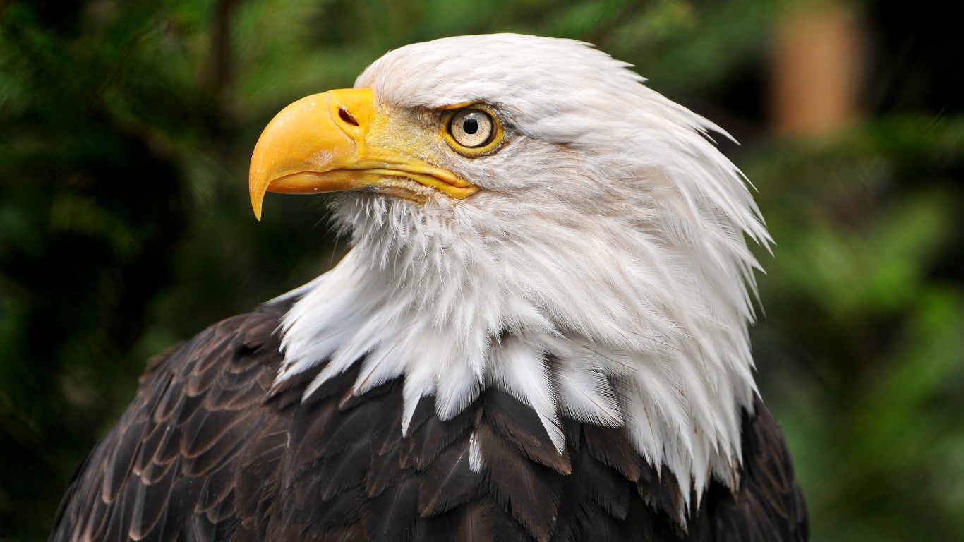 mobile desktop background bald eagle and american flag pictures