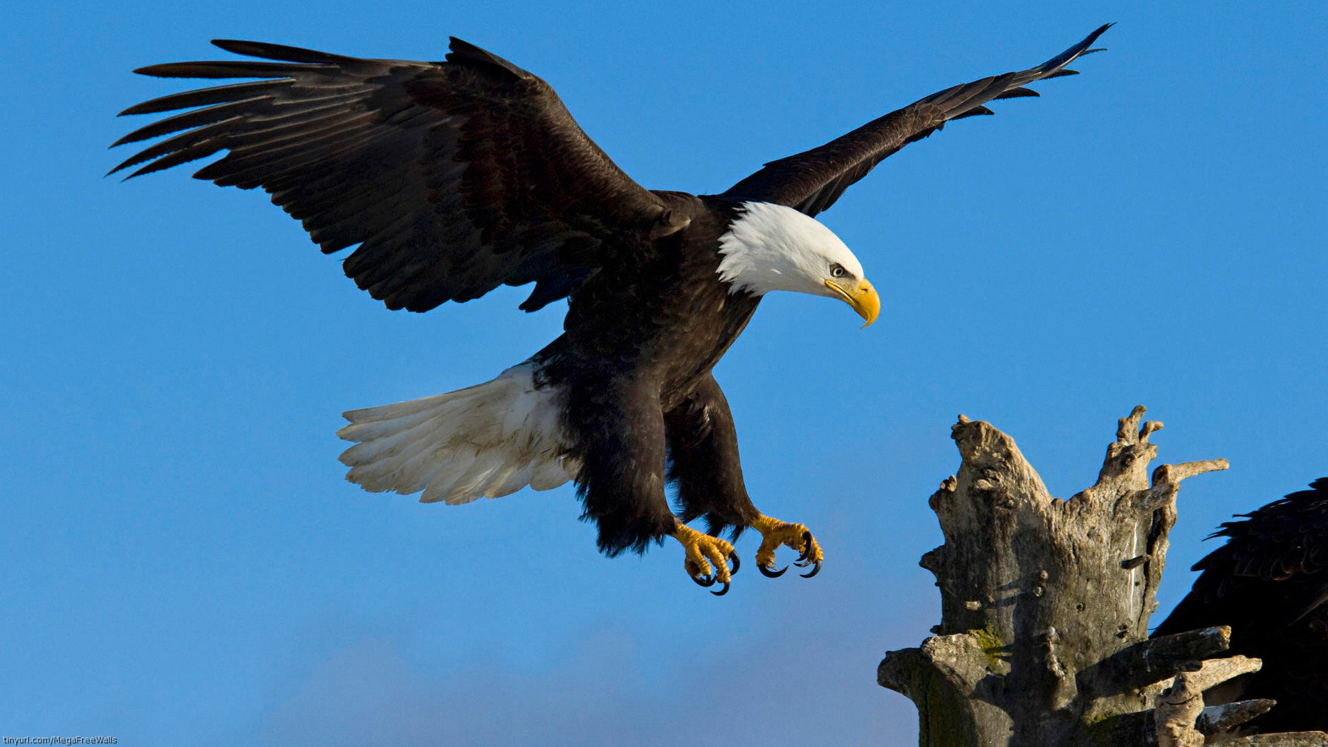 mobile desktop background bald eagle and flag pics download