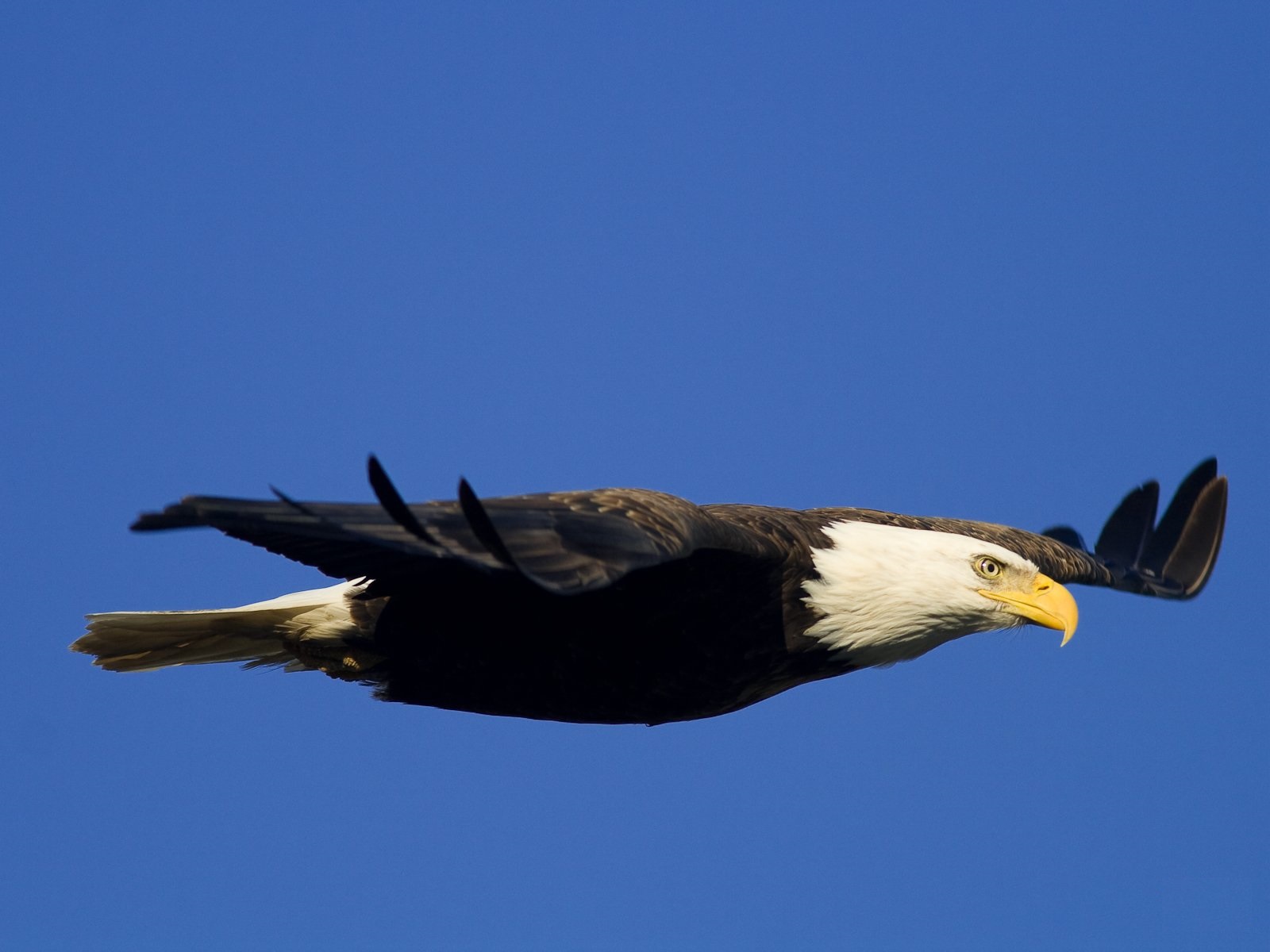 mobile desktop background bald eagle facts and pics download