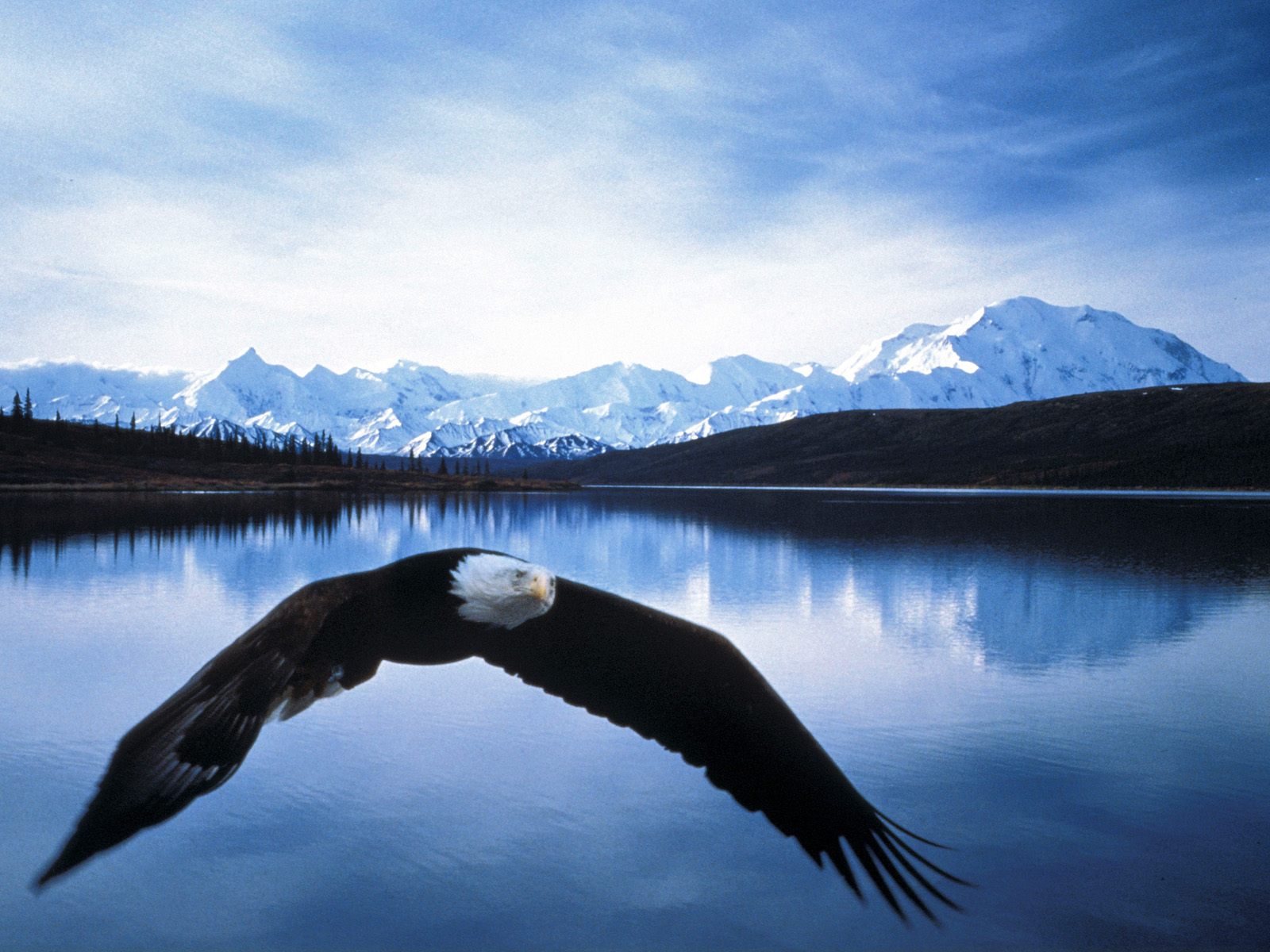Mobile Desktop Background Bald Eagle Flying Pictures