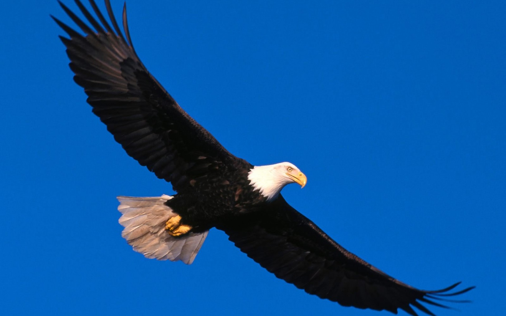 Mobile Desktop Background Bald Eagle Images In Flight Download