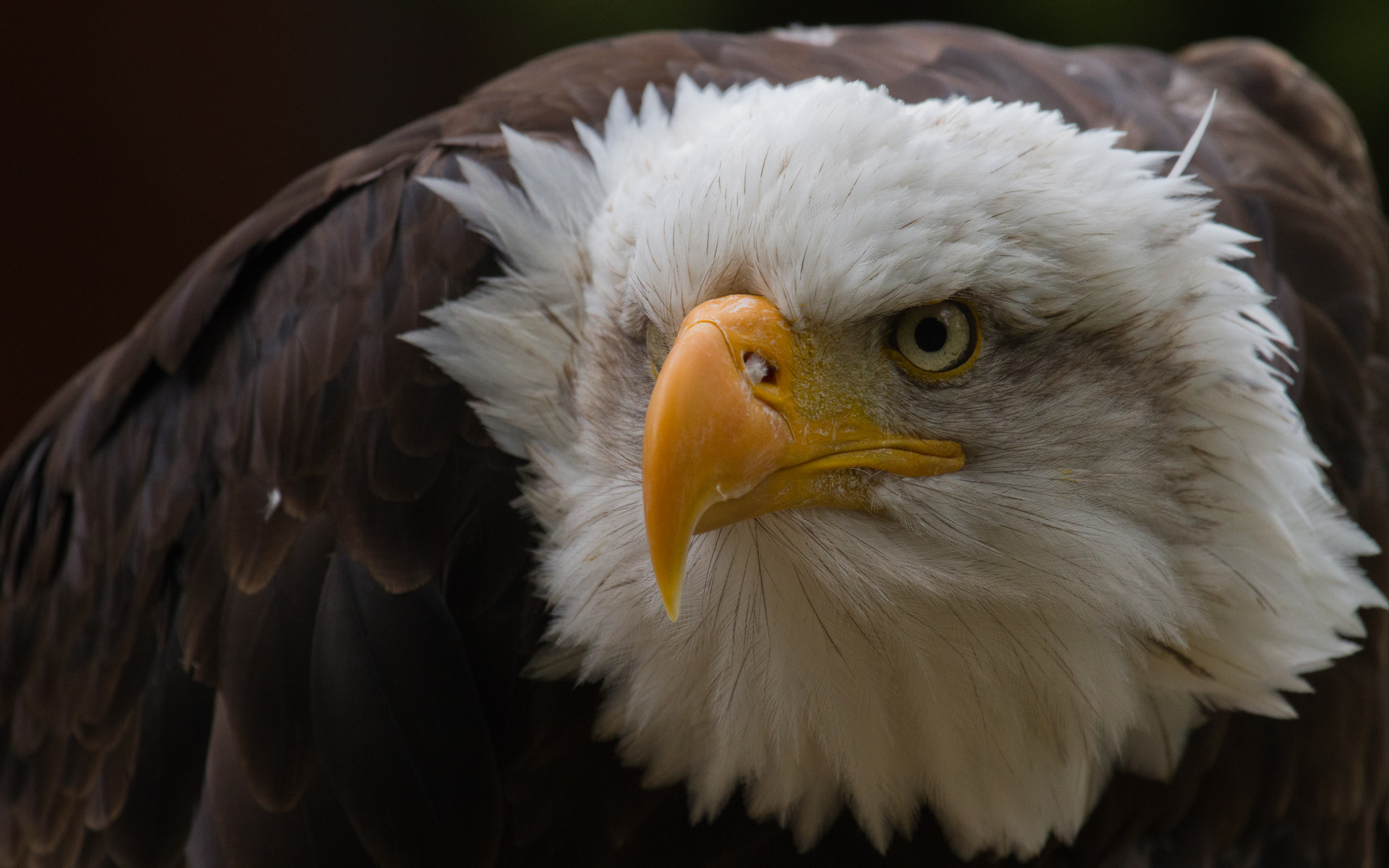mobile desktop background bald eagle images