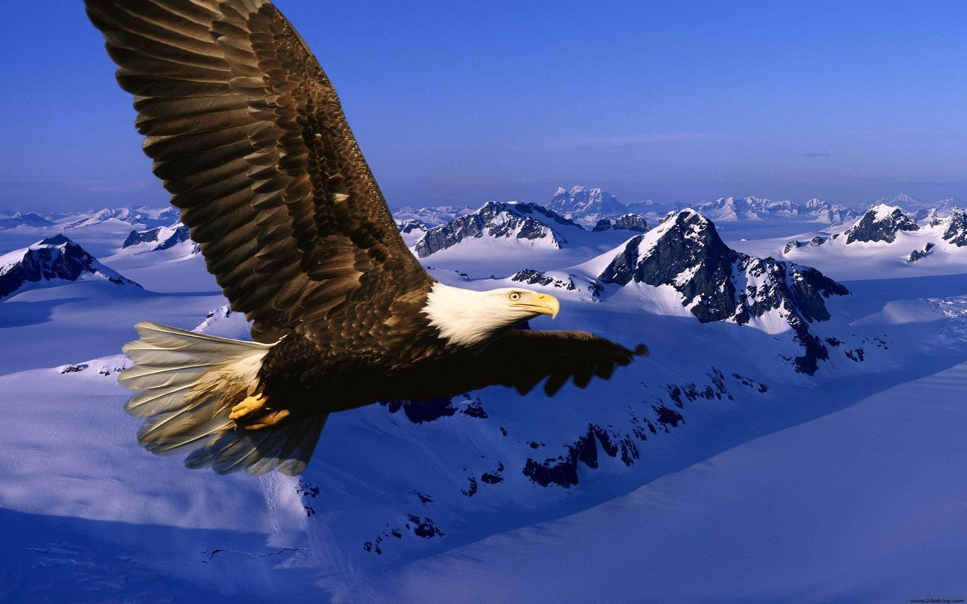 mobile desktop background bald eagle photo gallery download