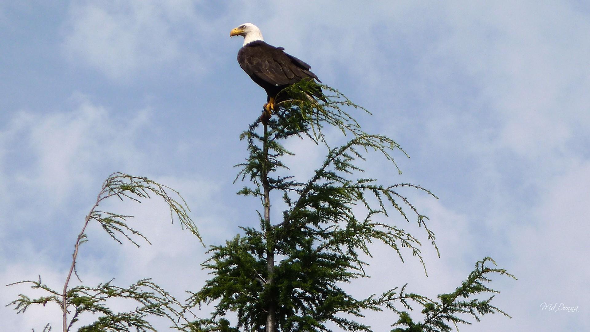 mobile desktop background bald eagle photo