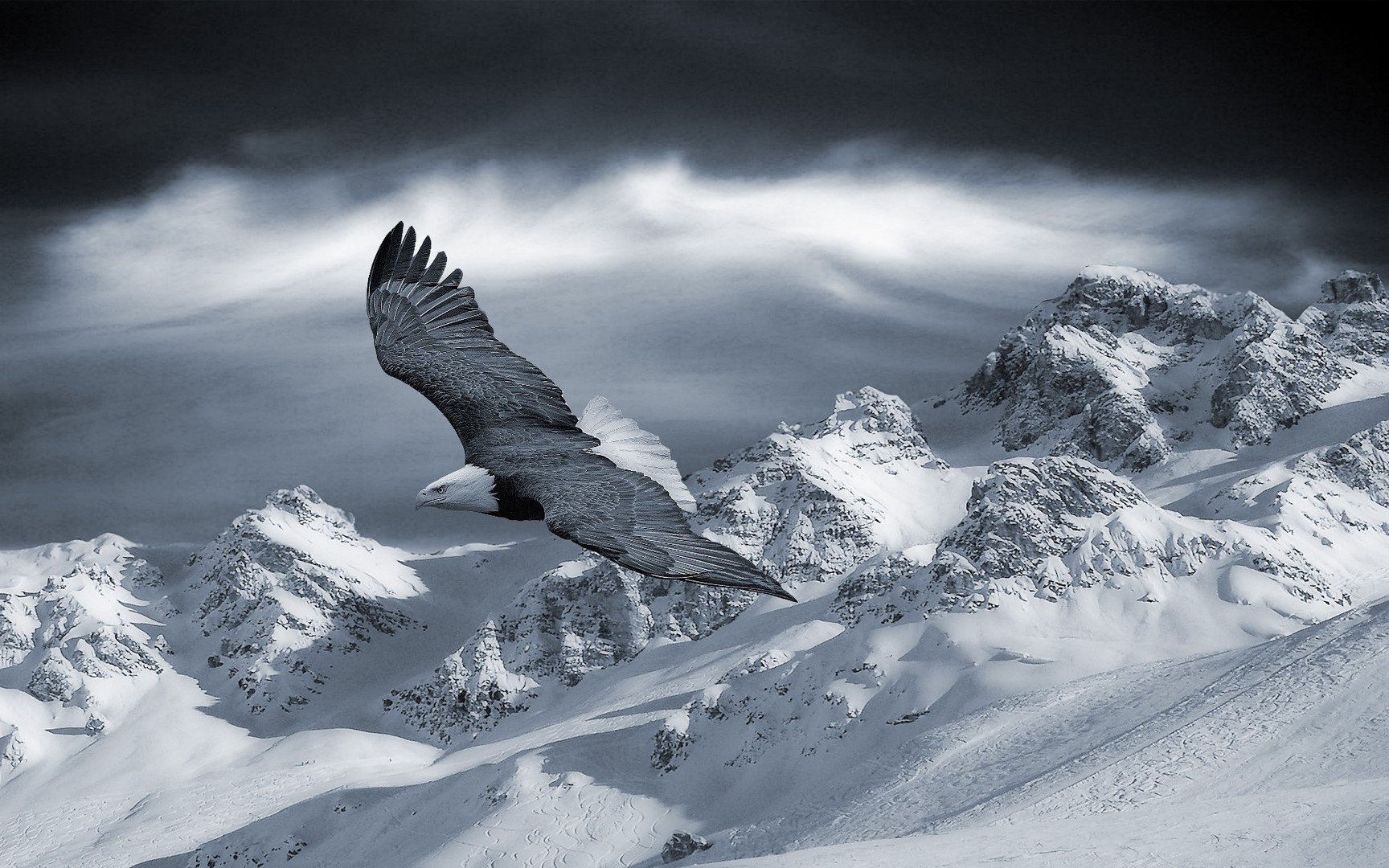mobile desktop background bald eagle photos download
