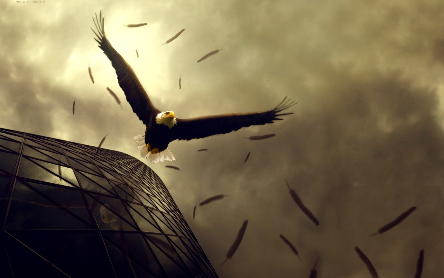 mobile desktop background bald eagle photos