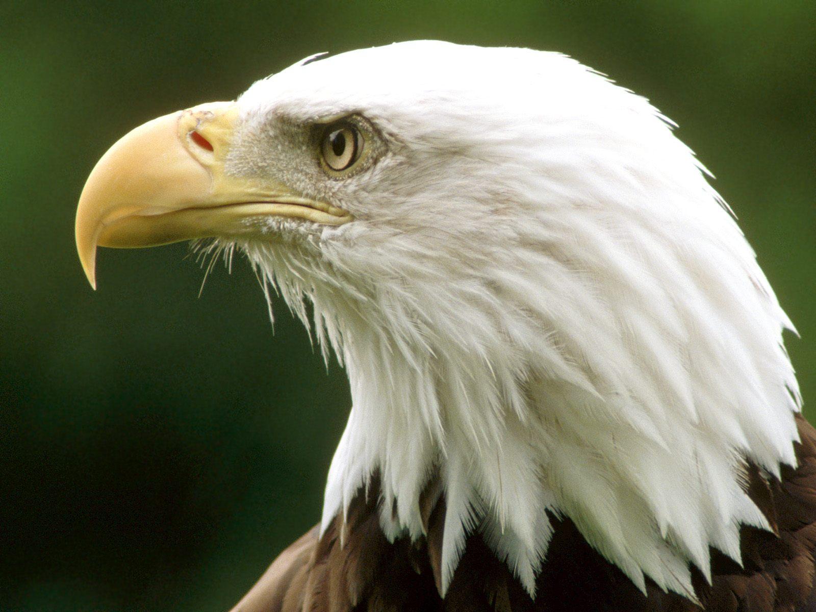 Mobile Desktop Background Bald Eagle Pics Facts Download
