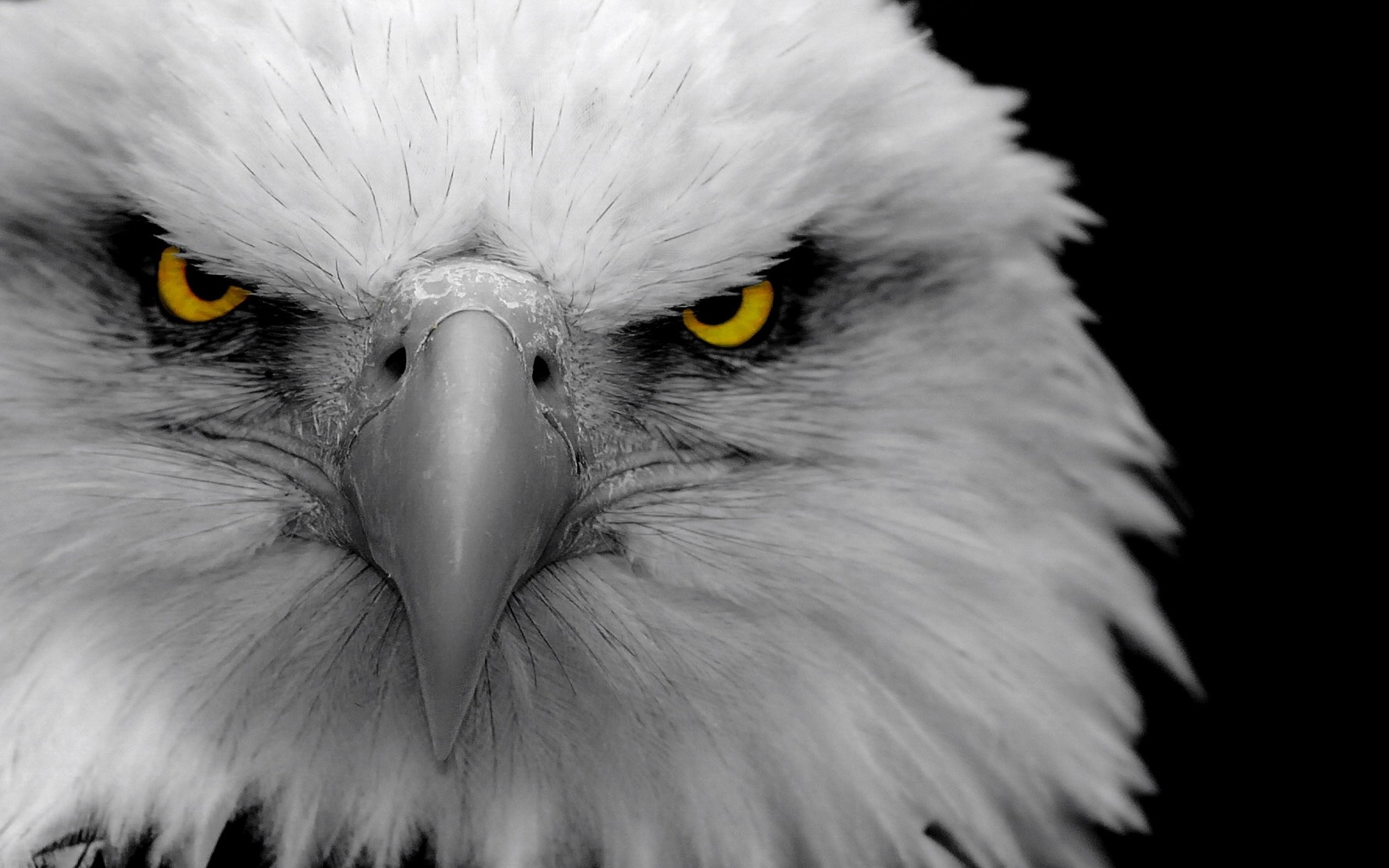 Mobile Desktop Background Bald Eagle Pics To Print Download