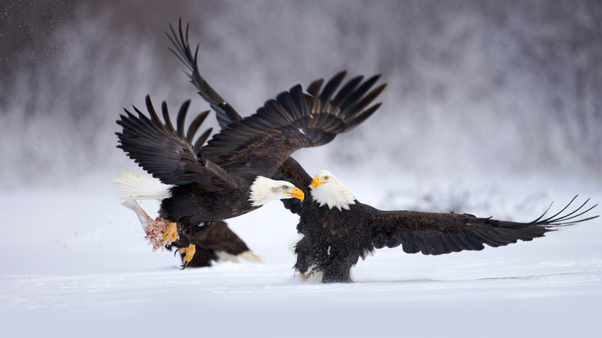 mobile desktop background bald eagles photos