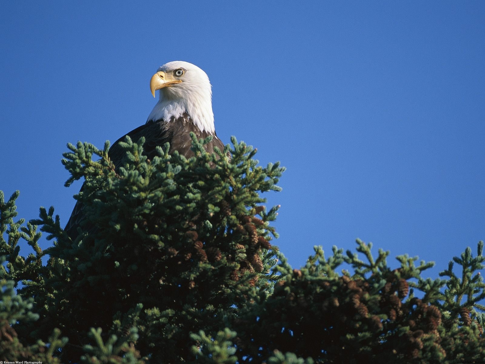 mobile desktop background bald eagles pics