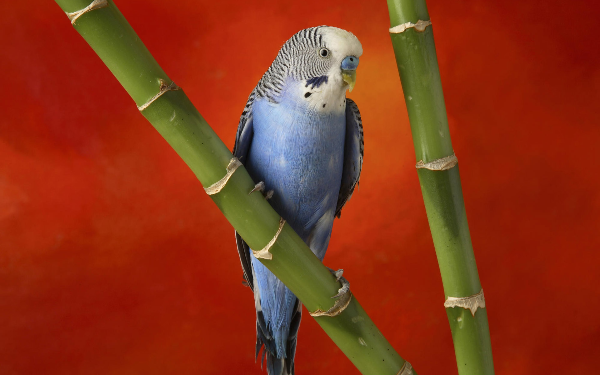 mobile desktop background beautiful australian parrots pictures
