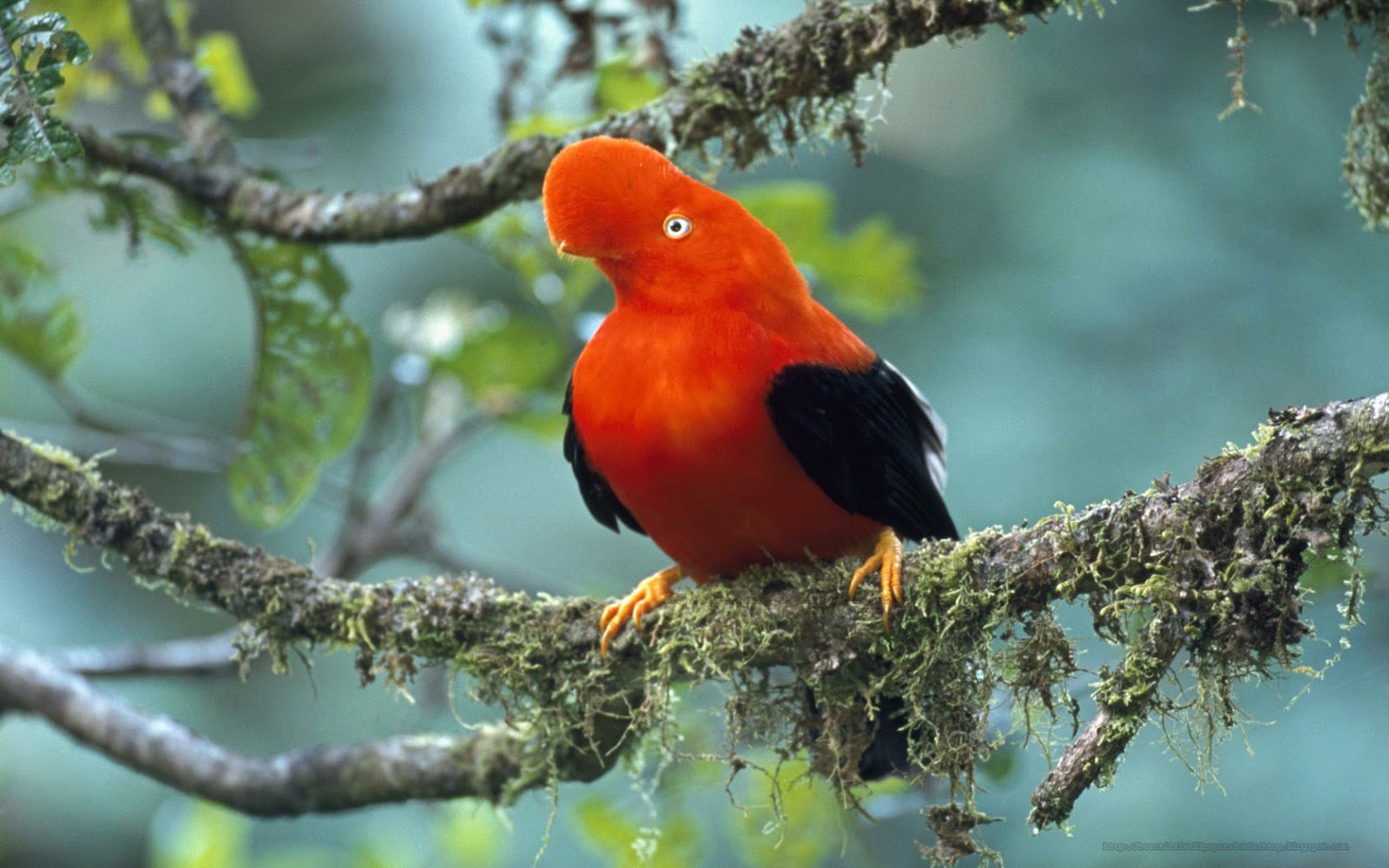 mobile desktop background beautiful birds hd images