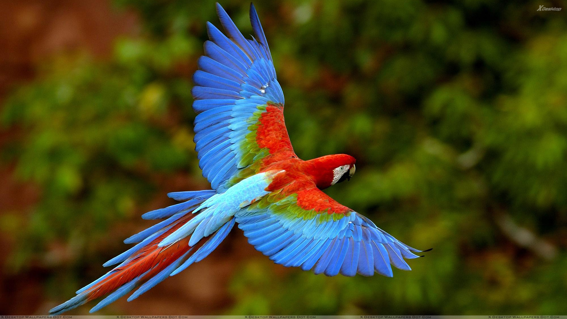 Mobile Desktop Background Beautiful Flying Birds Wallpapers