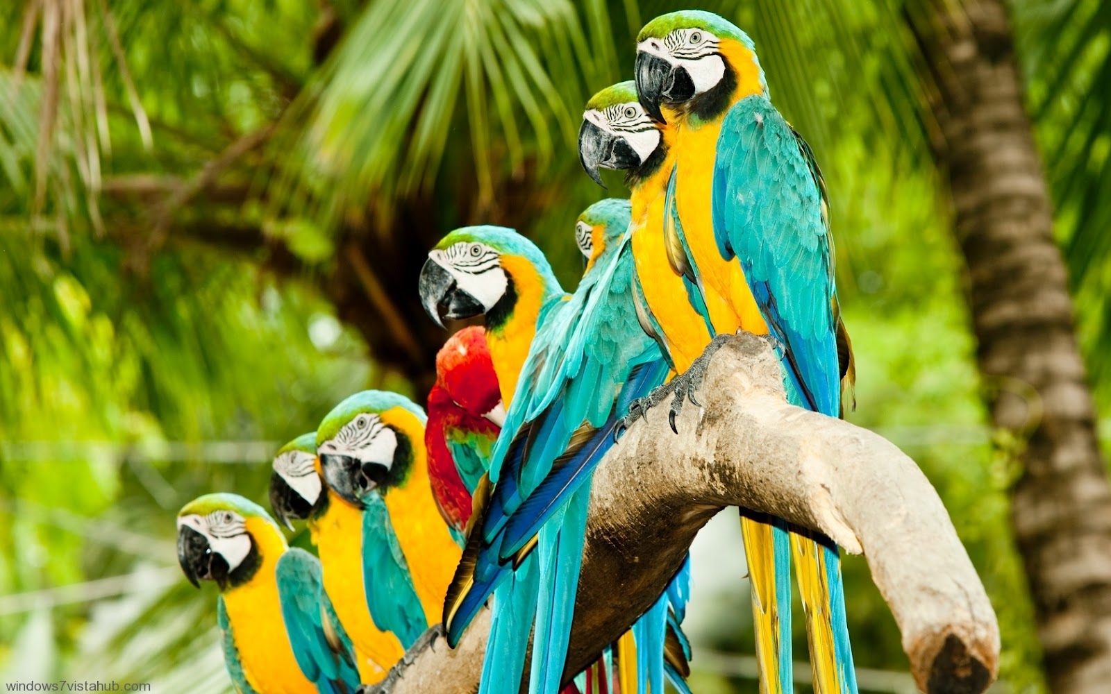 Mobile Desktop Background Beautiful Parrot Pictures