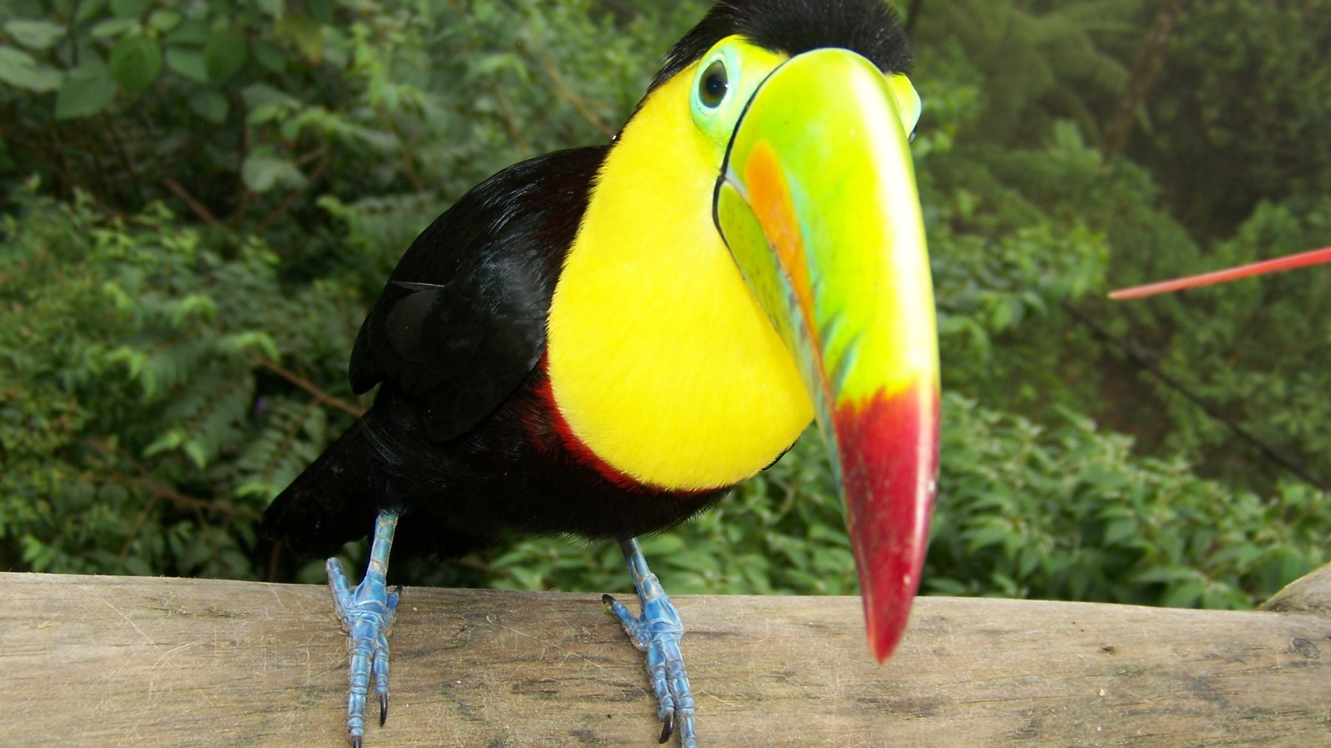 mobile desktop background beautiful pics of parrots