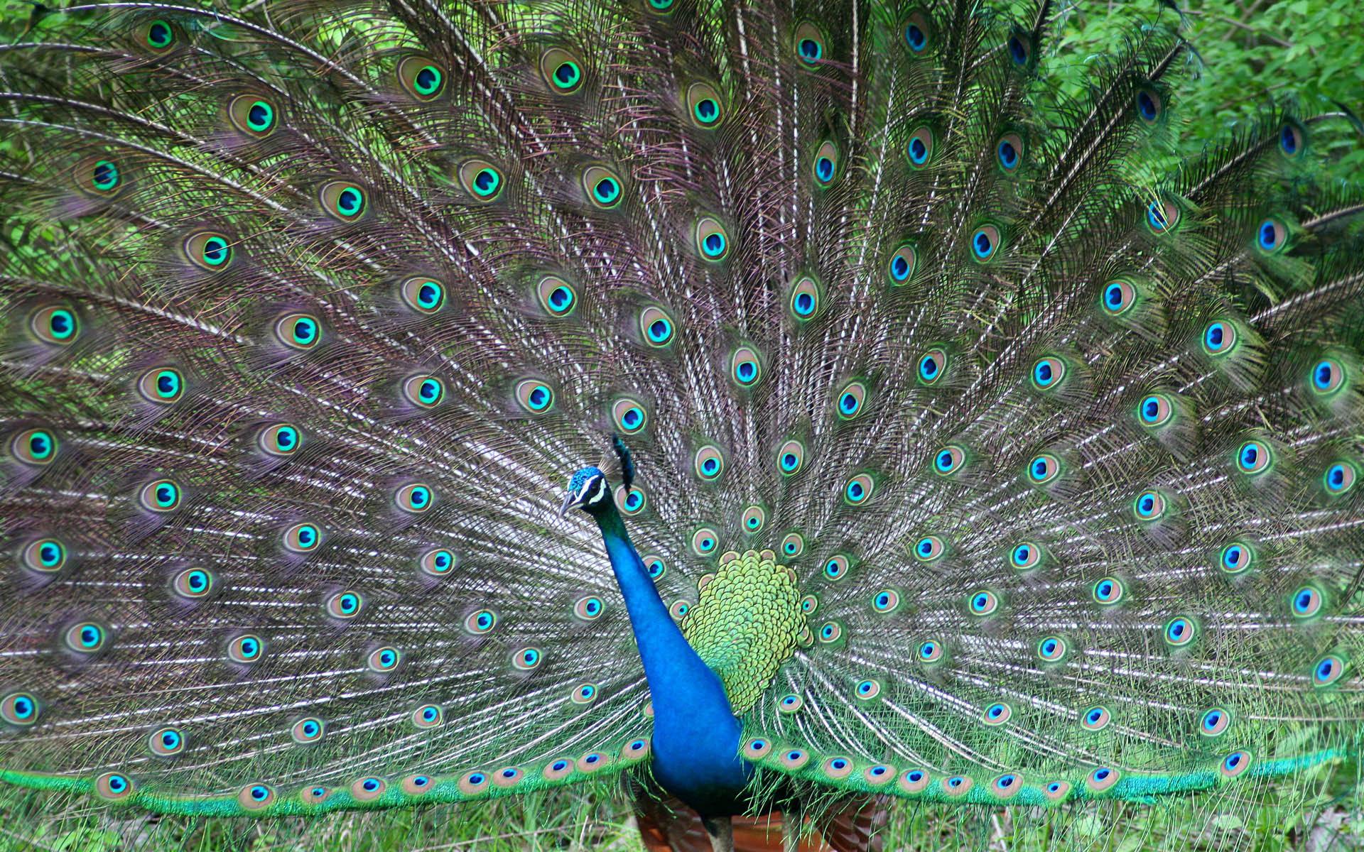Mobile Desktop Background Beautiful Pictures Birds Download