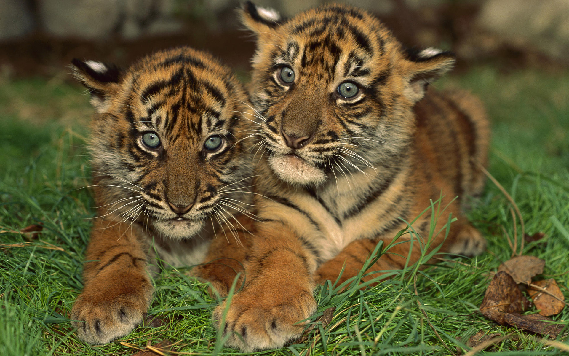 Mobile Desktop Background Bengal Tiger Cub Pics Download