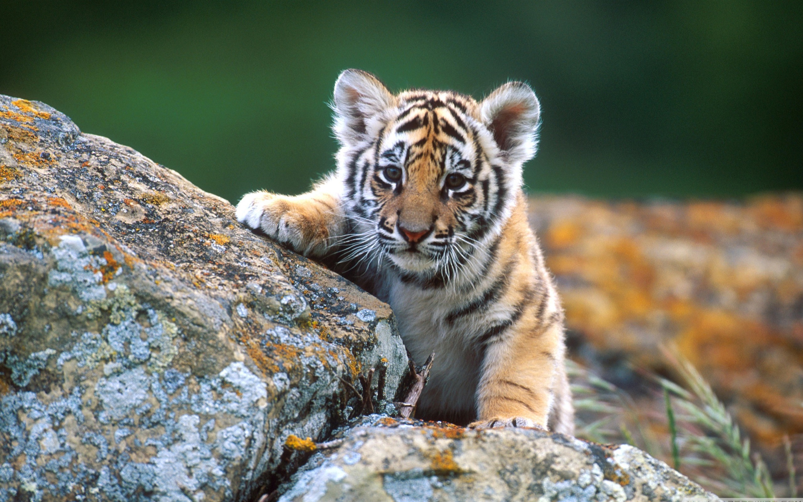 Mobile Desktop Background Bengal Tiger Cub Pictures Download
