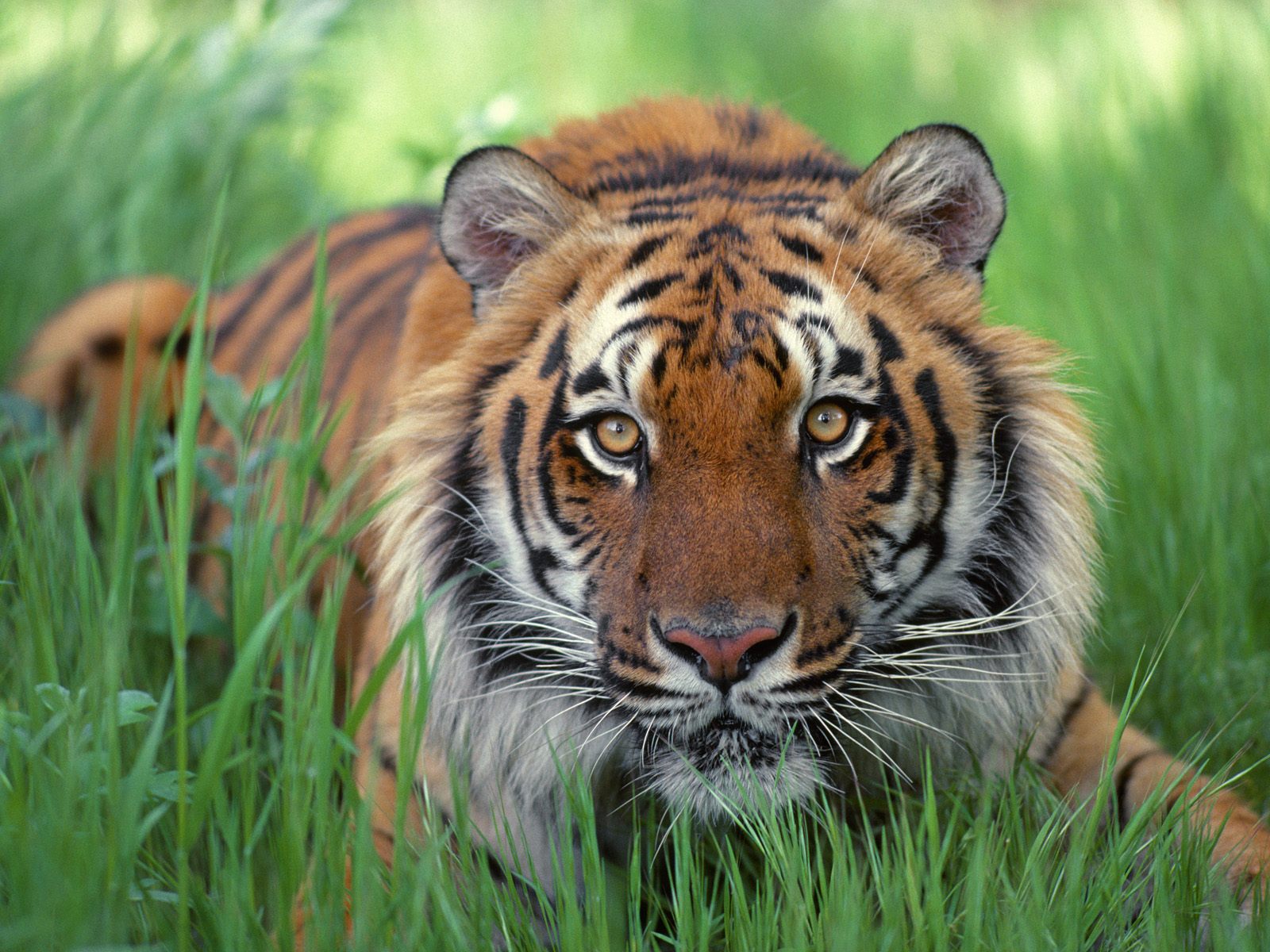 Mobile Desktop Background Bengal Tiger Download