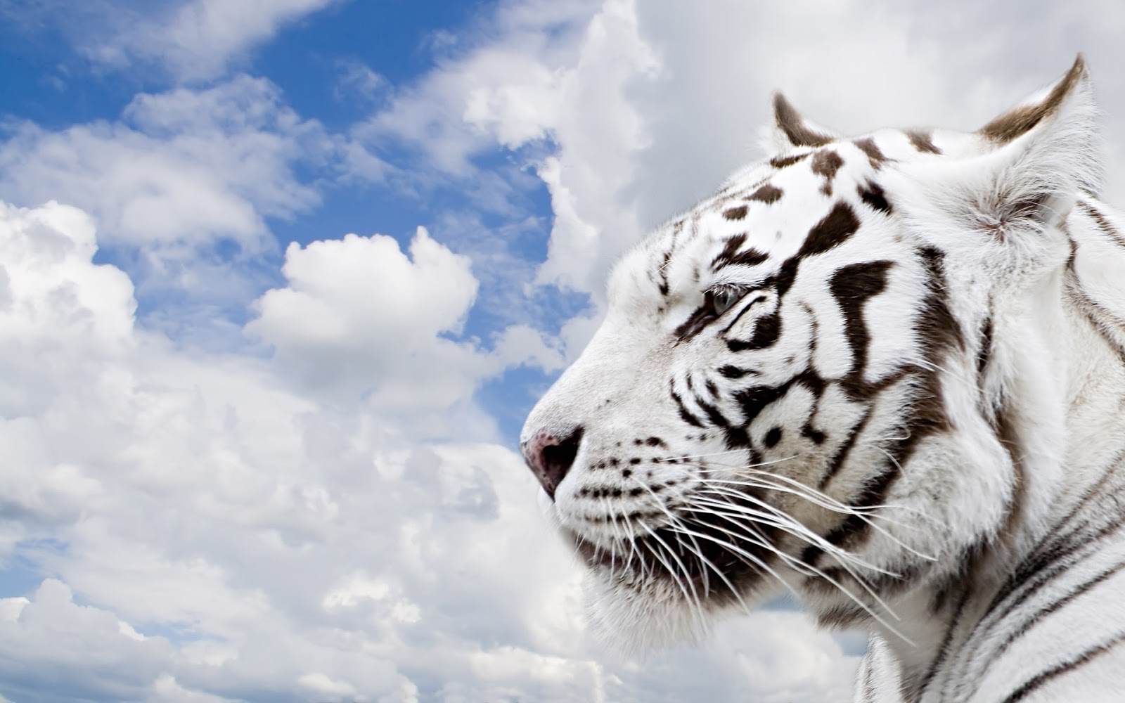 Mobile Desktop Background Bengal Tiger Images Free Download