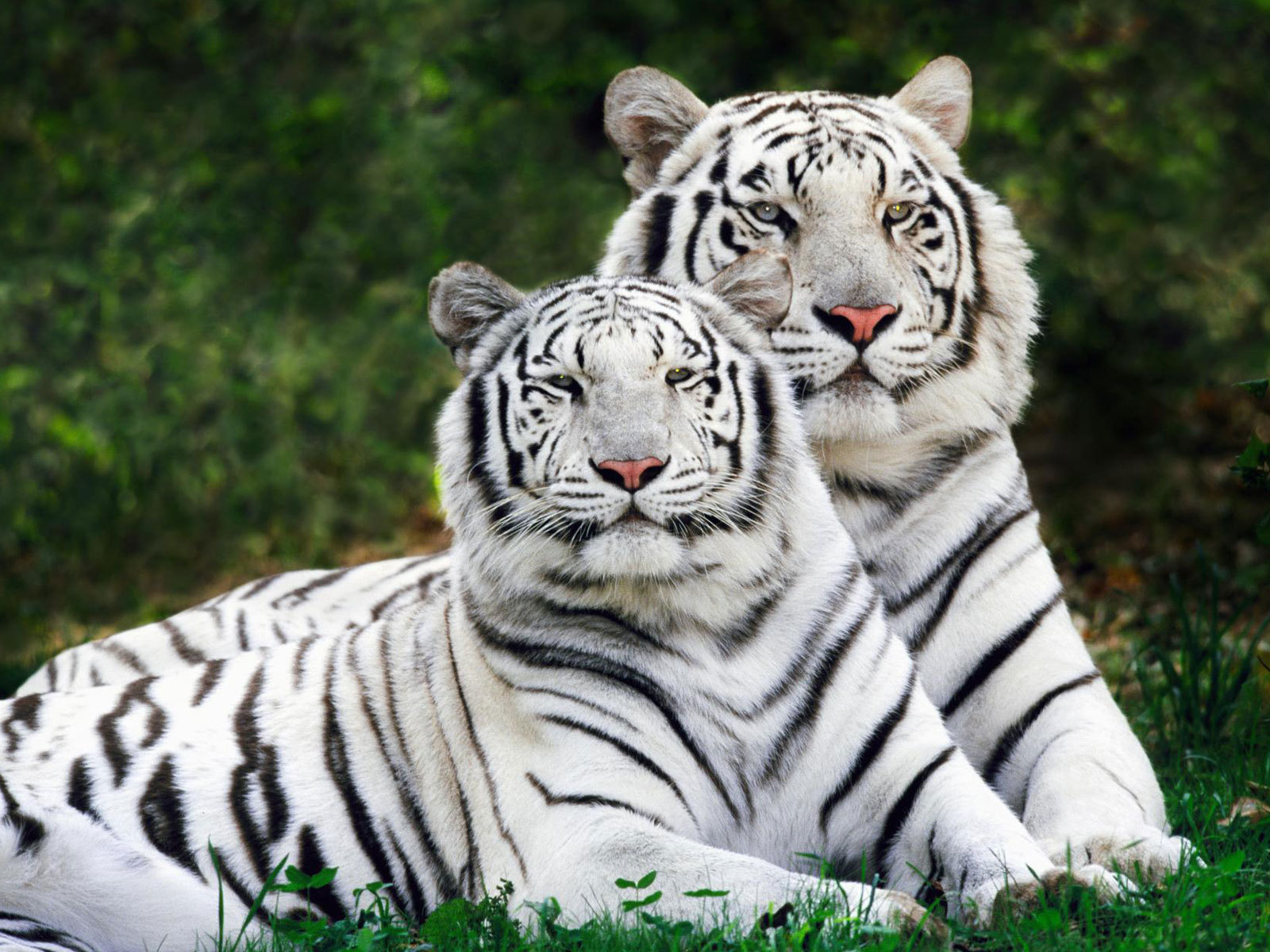 Mobile Desktop Background Bengal Tiger Photo Download
