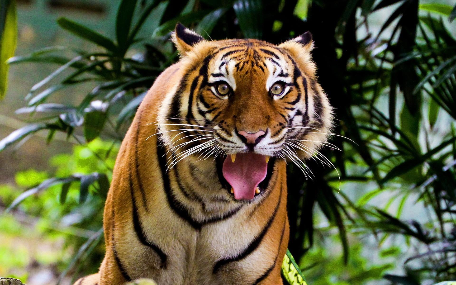 mobile desktop background bengal tiger photos download