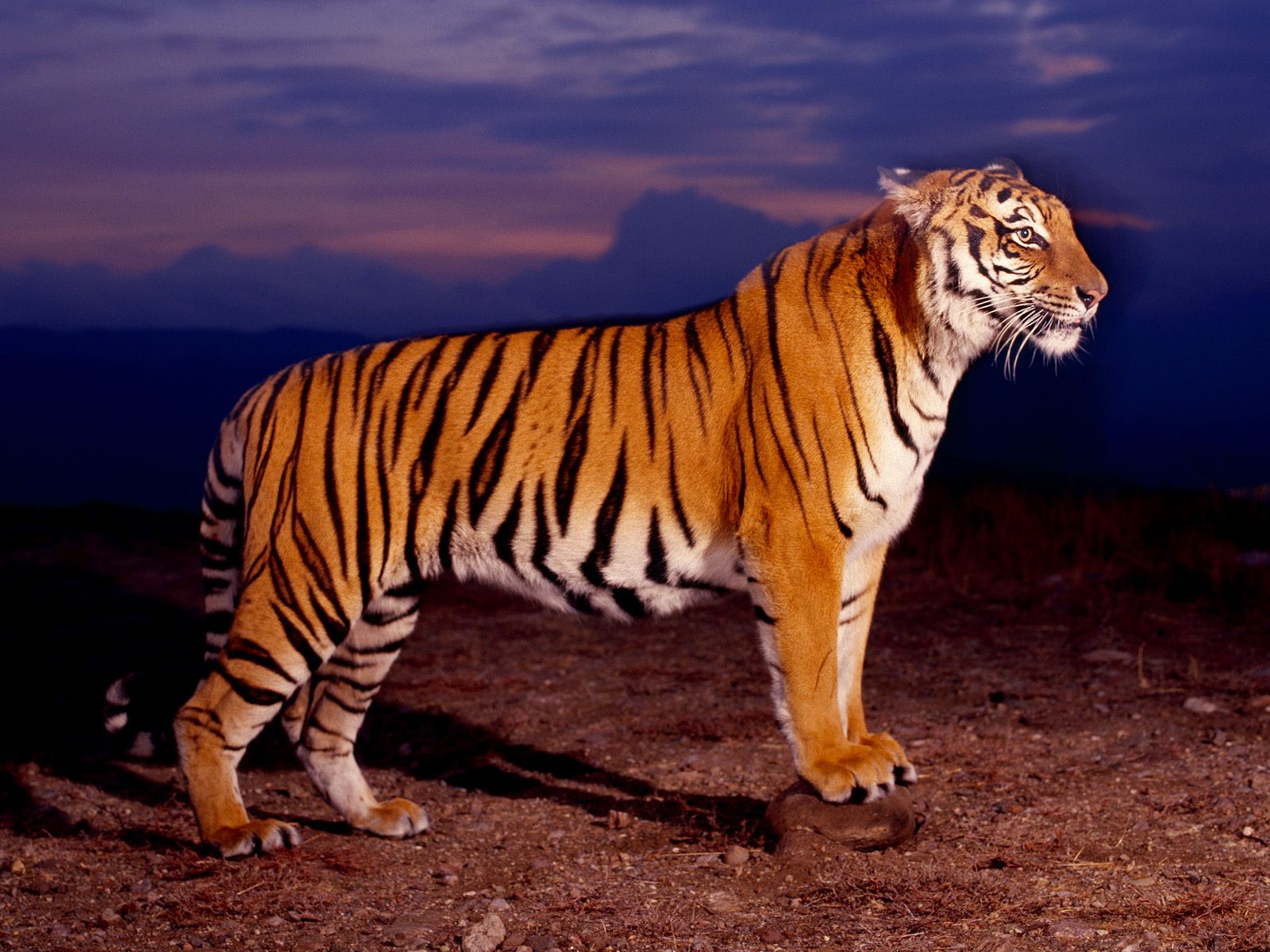 Mobile Desktop Background Bengal Tiger Wallpapers Download