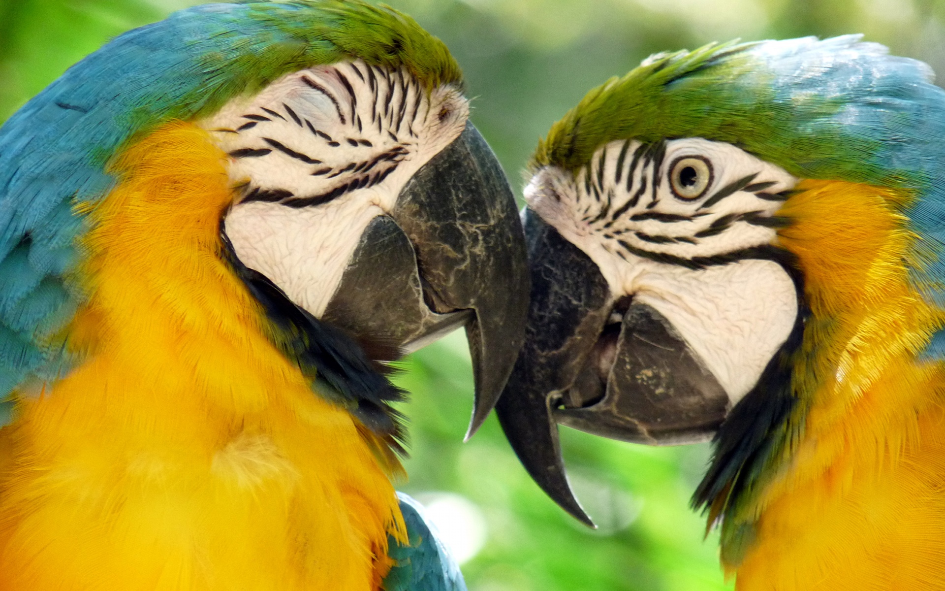 Mobile Desktop Background Bird Macaw Pictures