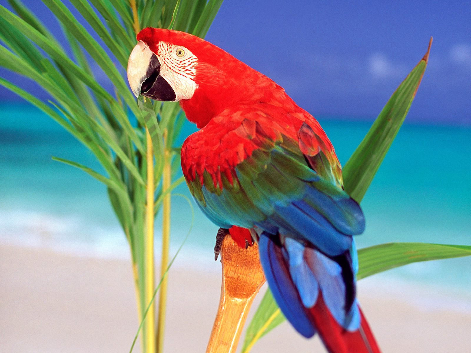 Mobile Desktop Background Bird Parrot Images