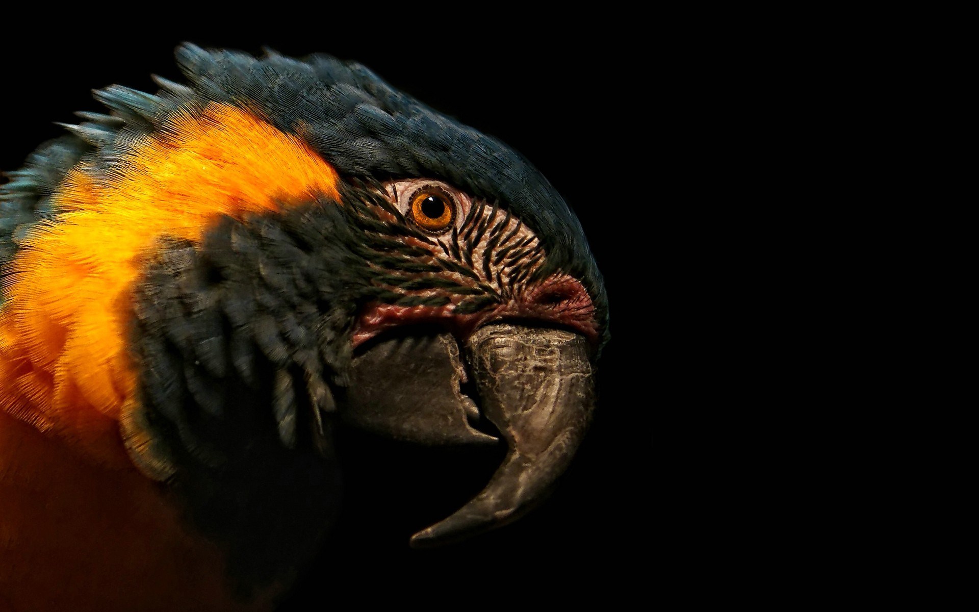 Mobile Desktop Background Bird Parrot Pics