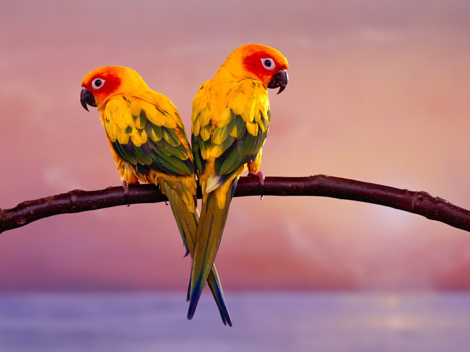 Mobile Desktop Background Birds Hd Images