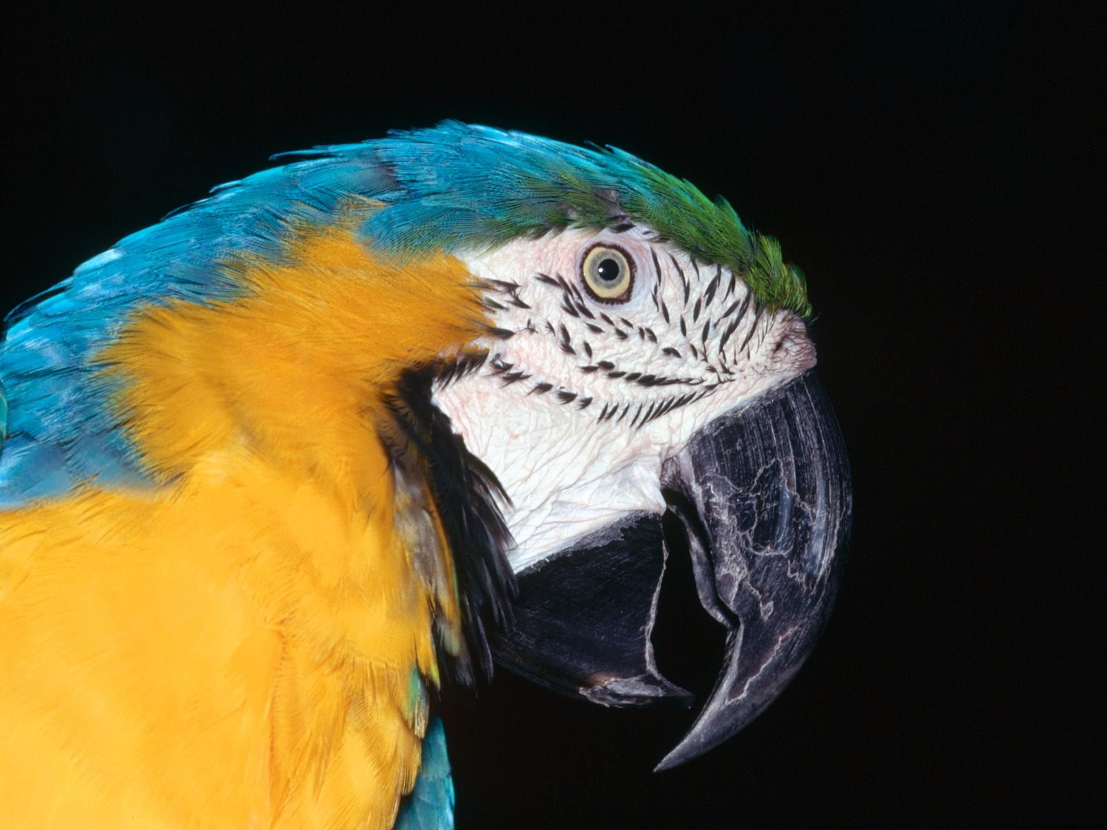 Mobile Desktop Background Birds Macaws Photos Download