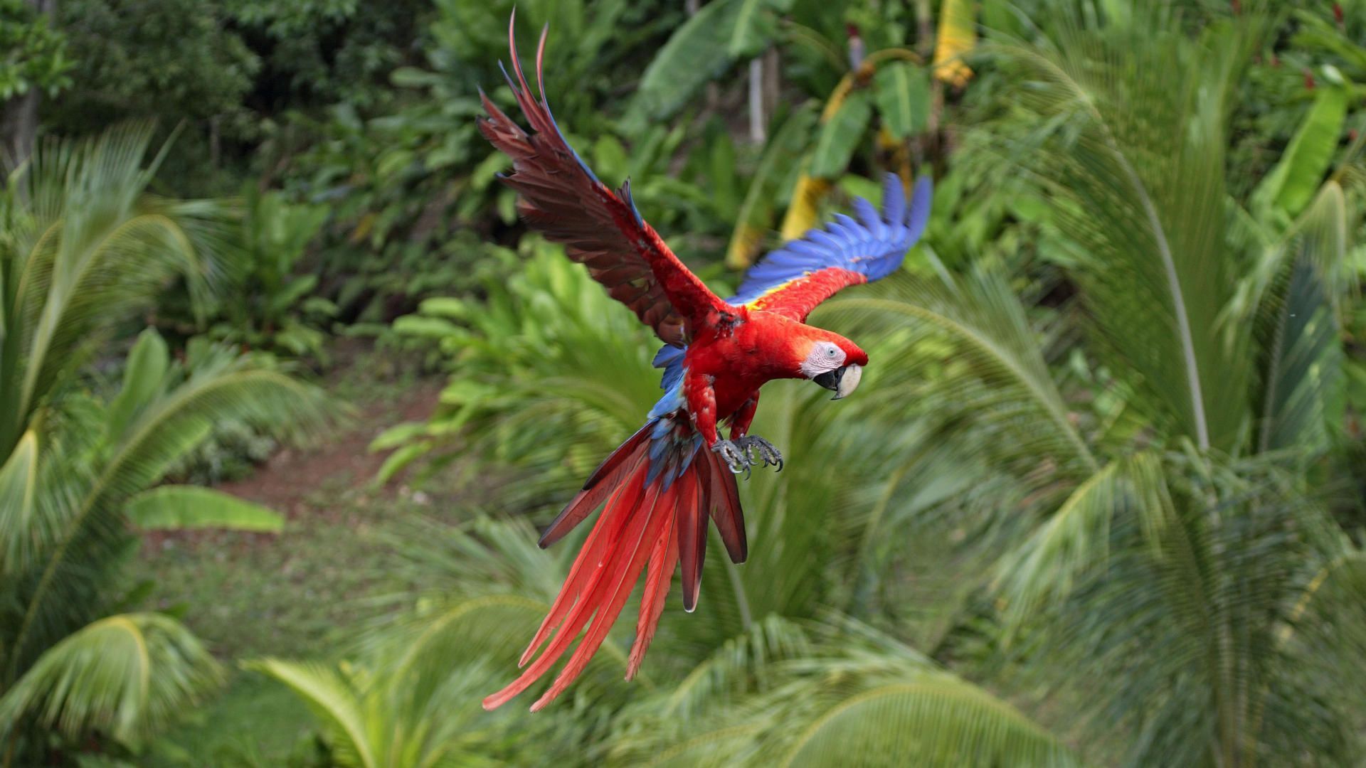 Mobile Desktop Background Birds Macaws Photos