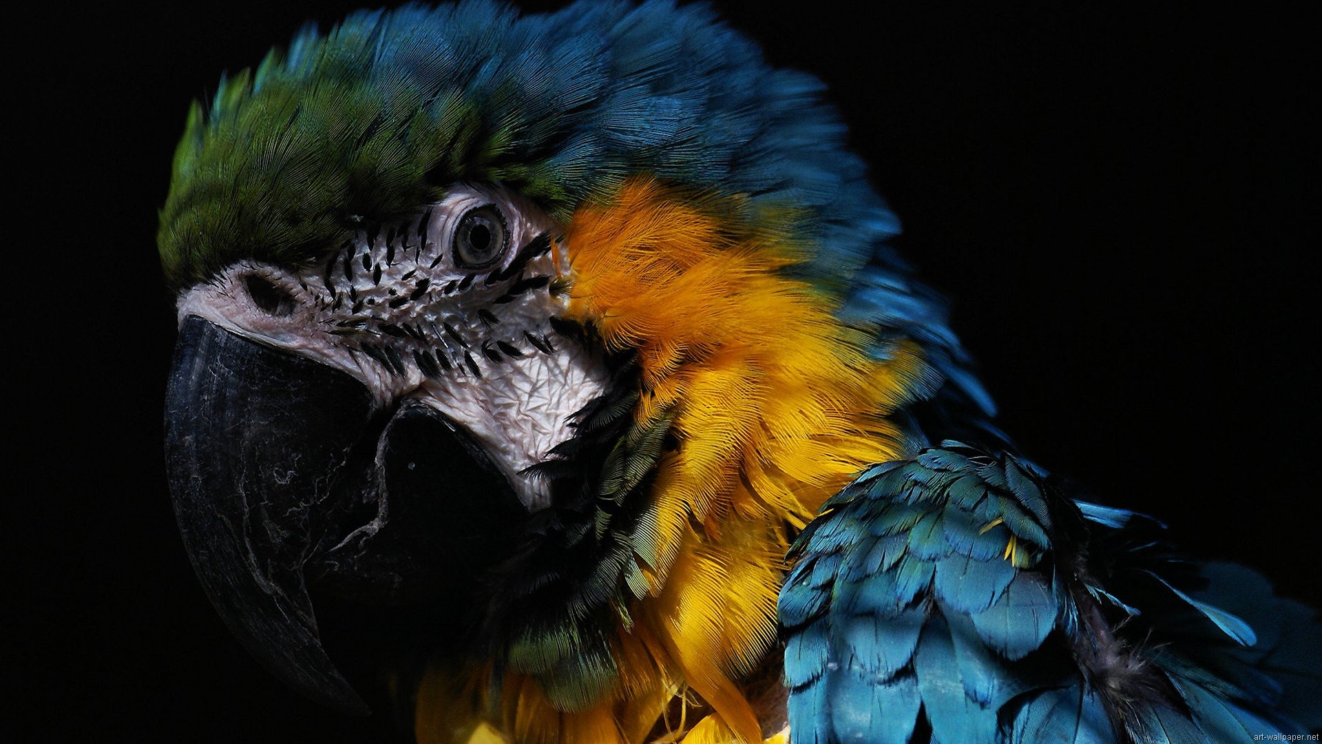 Mobile Desktop Background Birds Parrot Images Download