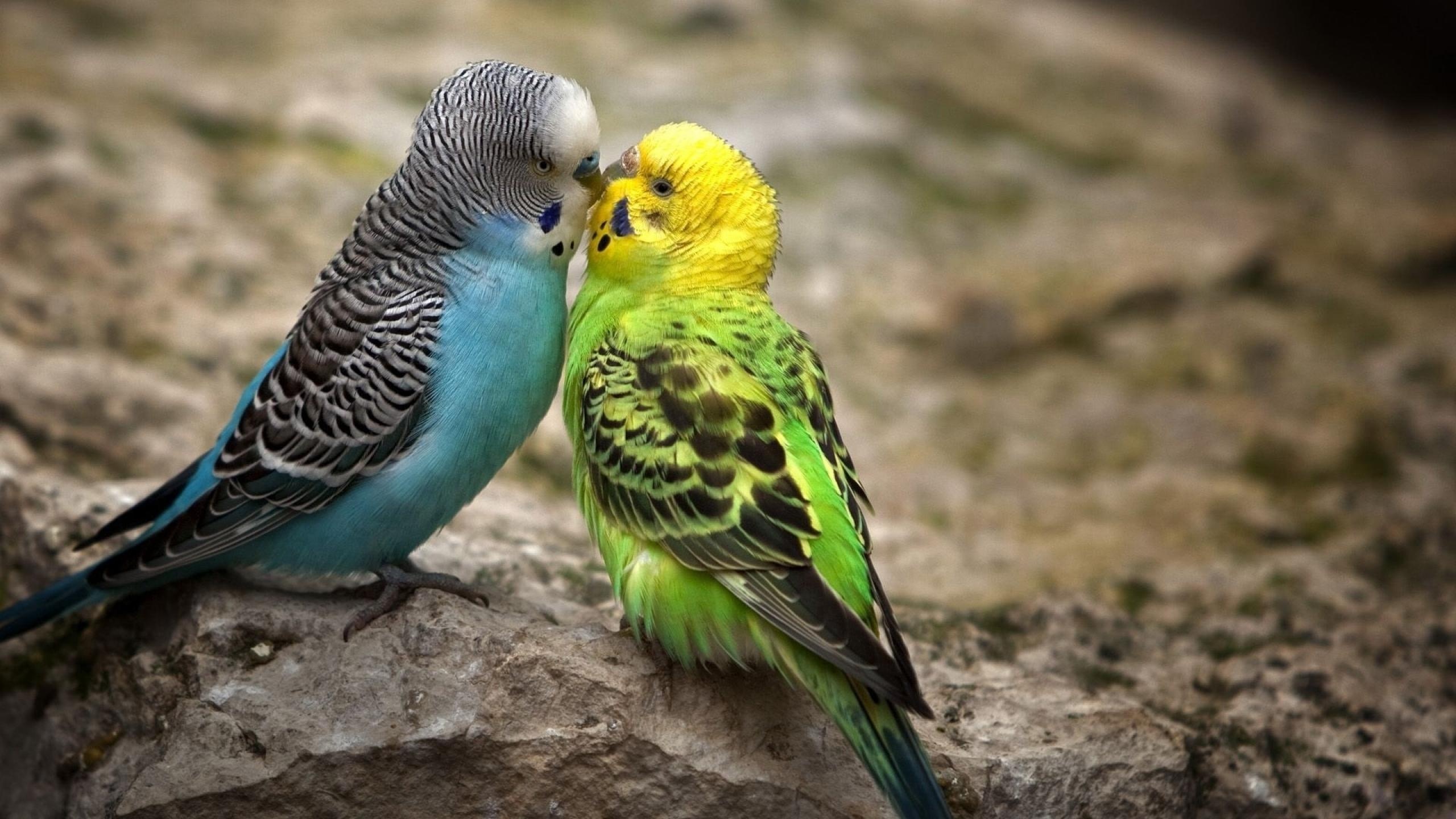Mobile Desktop Background Birds Parrot Pictures Download
