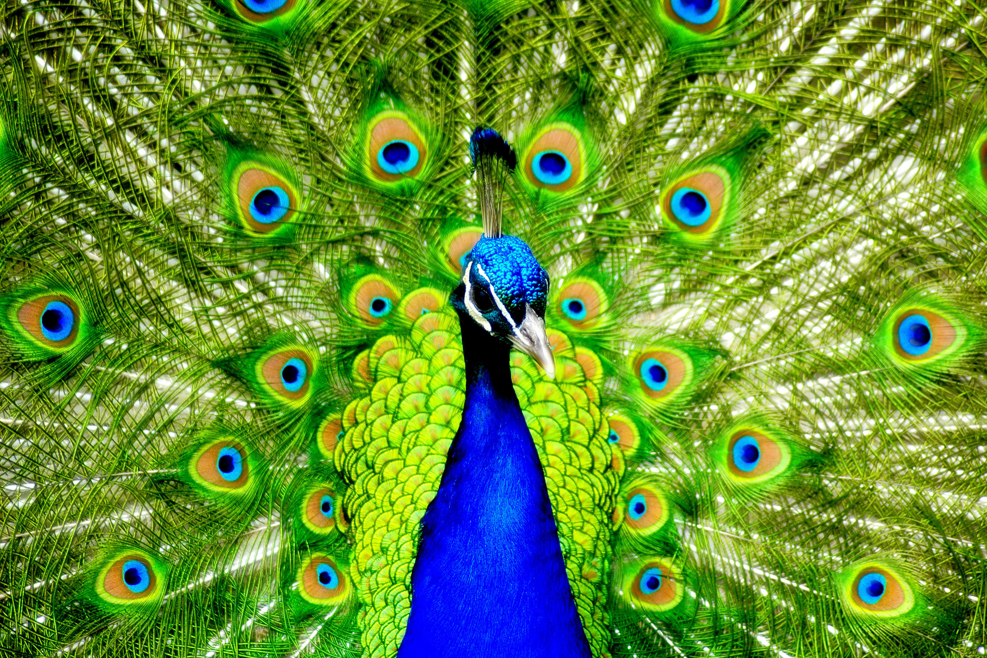 Mobile Desktop Background Birds Peacock Images Free Download Wallpaper