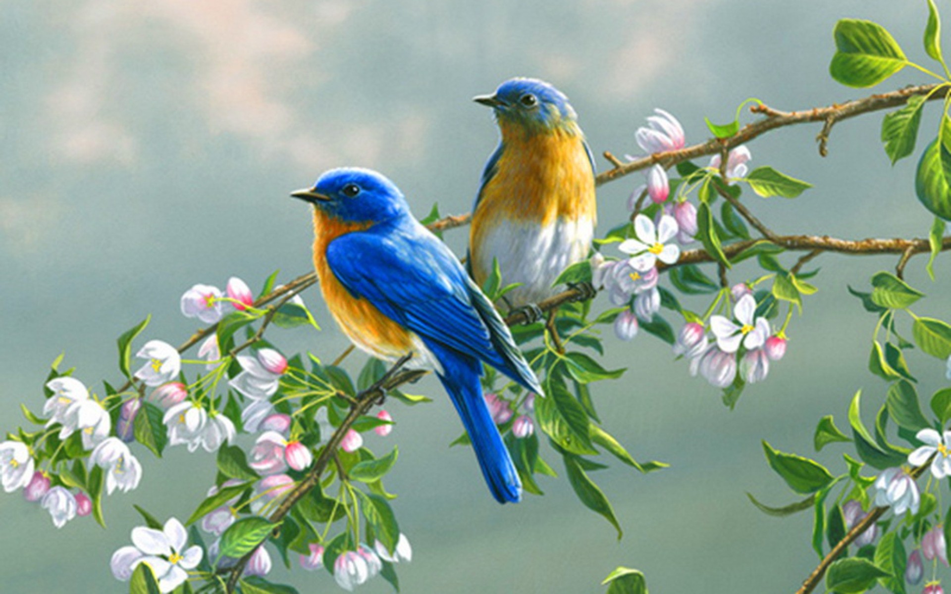 Mobile Desktop Background Birds Pics Download
