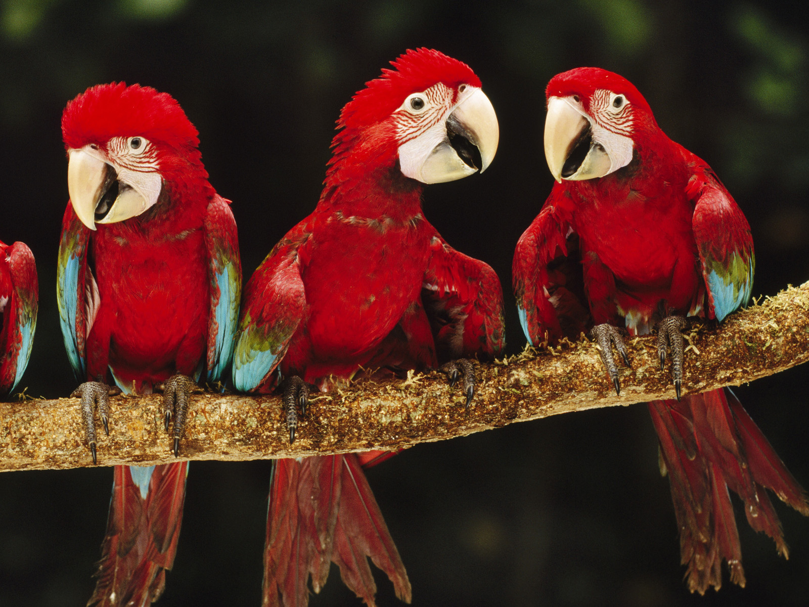 Mobile Desktop Background Birds Pics Free Download