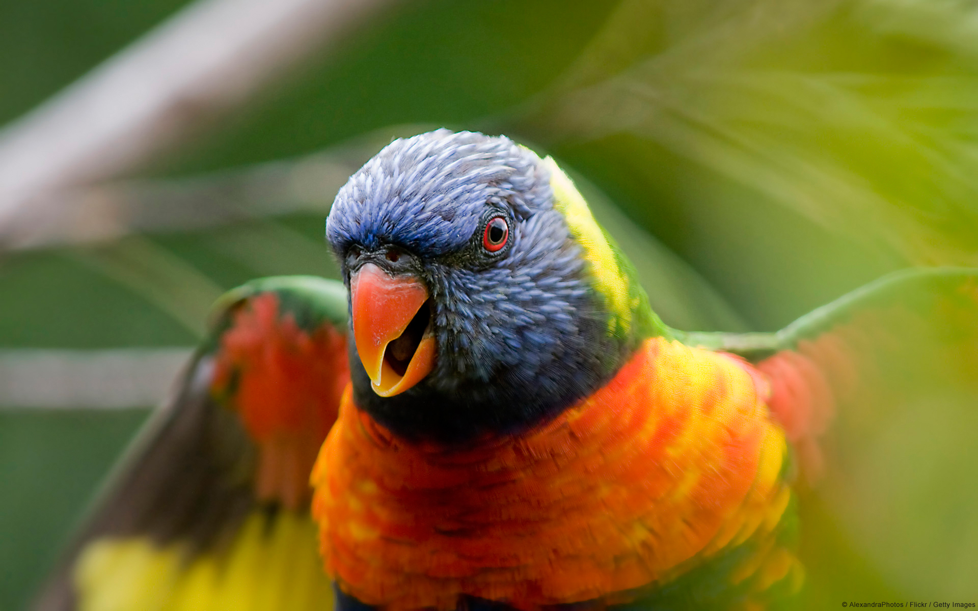 Mobile Desktop Background Birds Pics Parrot